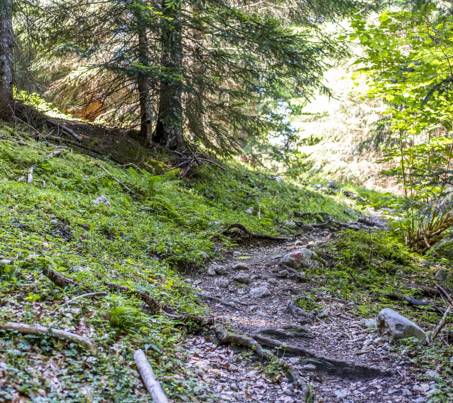 Schmaler Wanderpfad im Bergwald des Heutals